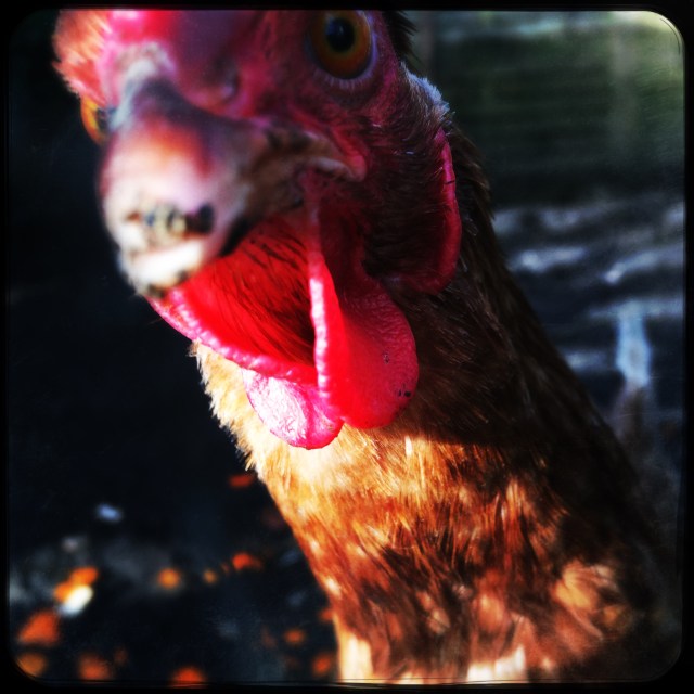 HipstamaticPhoto-569585956.860330